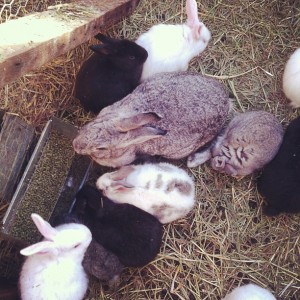 rabbits1